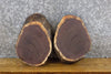 Thumbnail for 2- Black Walnut Round Cut Live Edge Centerpieces/Craft Pack Slabs 12058-12059