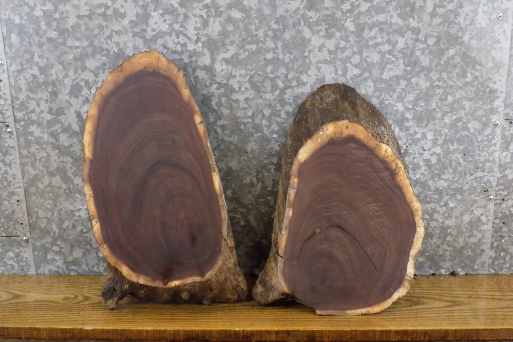 2- Black Walnut Rustic Oval Cut Live Edge Centerpieces/Craft Pack 12060-12061