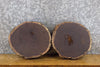 Thumbnail for 2- Black Walnut Rustic Round Cut Live Edge Taxidermy Base Slabs 12125-12126