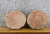 Thumbnail for 2- Black Walnut Rustic Round Cut Live Edge Taxidermy Base Slabs 12125-12126