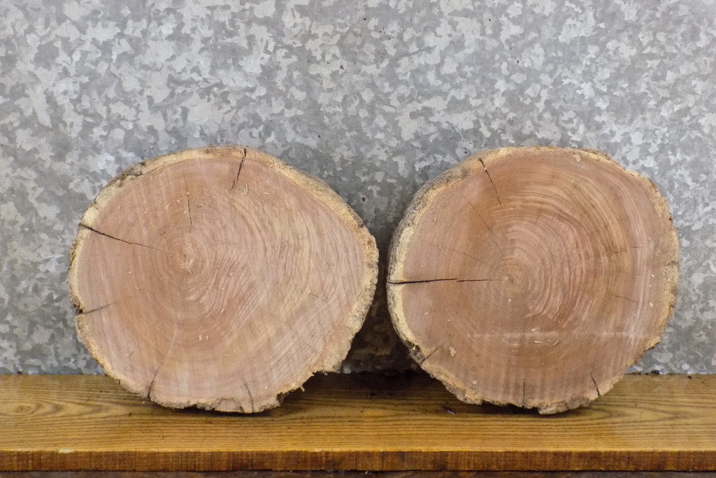 2- Black Walnut Rustic Round Cut Live Edge Taxidermy Base Slabs 12125-12126