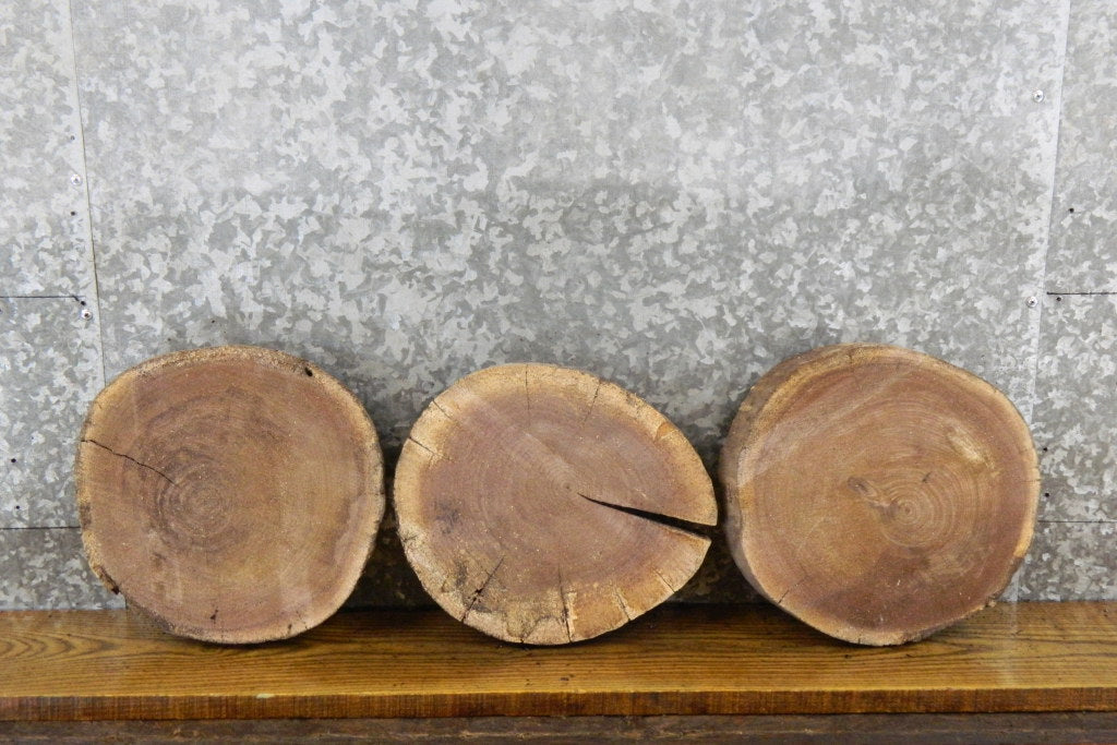 3- Black Walnut Live Edge Round Cut Reclaimed  CLOSEOUT 12409-12411