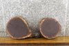 Thumbnail for 2- Live Edge Black Walnut Round Cut Taxidermy Bases CLOSEOUT 12515-12516