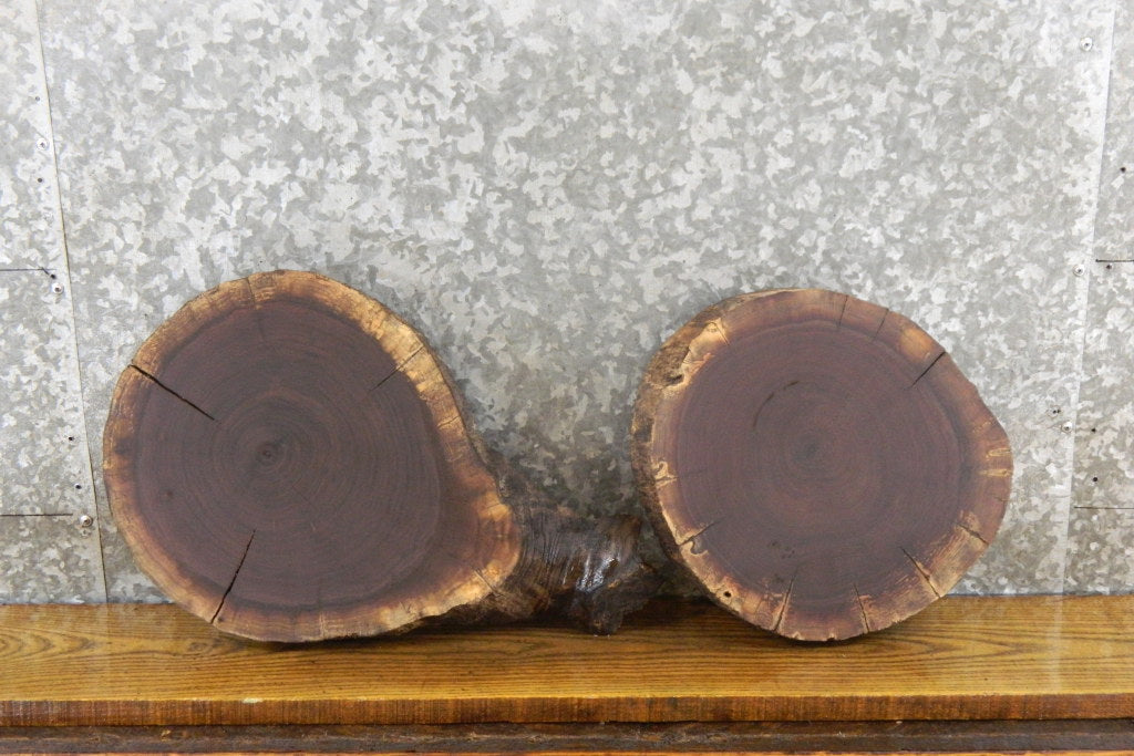 2- Live Edge Black Walnut Round Cut Taxidermy Bases CLOSEOUT 12515-12516