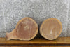 Thumbnail for 2- Live Edge Black Walnut Round Cut Taxidermy Bases CLOSEOUT 12515-12516