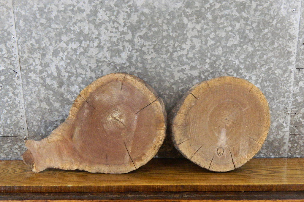 2- Live Edge Black Walnut Round Cut Taxidermy Bases CLOSEOUT 12515-12516