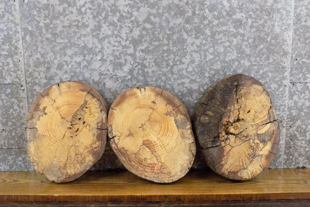 3- Rustic Round Cut Live Edge Spalted Maple Craft Pack Slabs 12527-12529