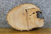 Thumbnail for Oval Cut Live Edge Bark Ash Rustic Centerpiece Wood Slab 12540