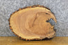 Thumbnail for Oval Cut Live Edge Bark Ash Salvaged Centerpiece Wood Slab 12541