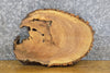 Thumbnail for Oval Cut Live Edge Bark Ash Centerpiece Wood Slab CLOSEOUT 12542