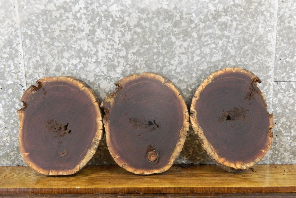 3- Live Edge Round Cut Black Walnut Clock Wood Slabs 12570-12572