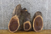 Thumbnail for 3- Black Walnut Oval Cut Live Edge Craft Pack/Taxidermy Bases 12595-12597