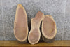 Thumbnail for 3- Black Walnut Oval Cut Live Edge Craft Pack/Taxidermy Bases 12595-12597