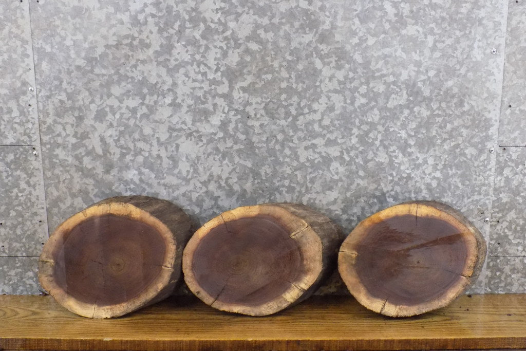 3- Live Edge Round Cut Black Walnut Taxidermy Bases/Craft Pack 12623-12625