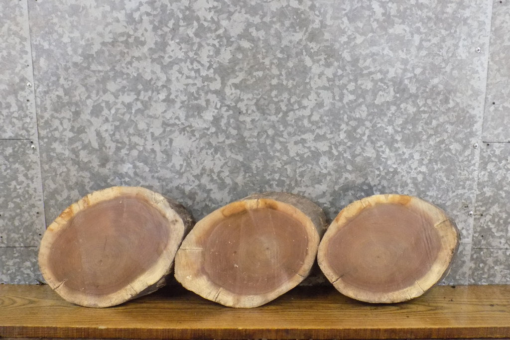 3- Live Edge Round Cut Black Walnut Taxidermy Bases/Craft Pack 12623-12625