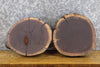 Thumbnail for 2- Rustic Live Edge Black Walnut Round Cut Centerpiece Wood Slabs 12626-12627