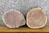 Thumbnail for 2- Rustic Live Edge Black Walnut Round Cut Centerpiece Wood Slabs 12626-12627