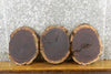 Thumbnail for 3- Black Walnut Live Edge Round Cut Rustic Slabs 12635-12637