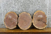 Thumbnail for 3- Black Walnut Live Edge Round Cut Rustic Slabs 12635-12637