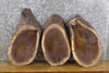 Thumbnail for 3- Salvaged Oval Cut Black Walnut Craft Pack/Taxidermy Bases 12696-12698