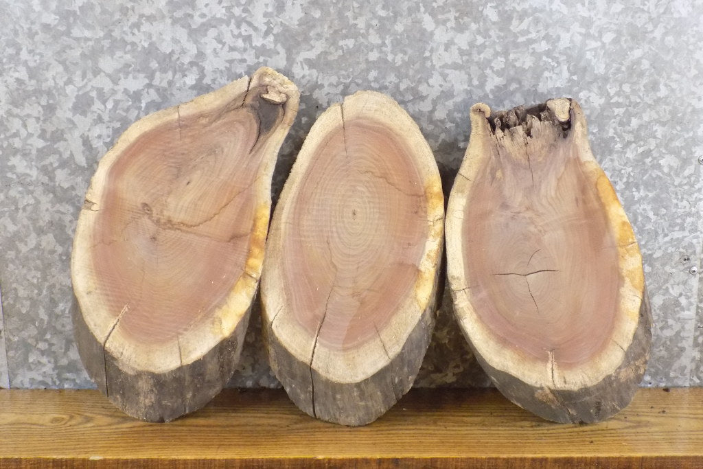 3- Salvaged Oval Cut Black Walnut Craft Pack/Taxidermy Bases 12696-12698