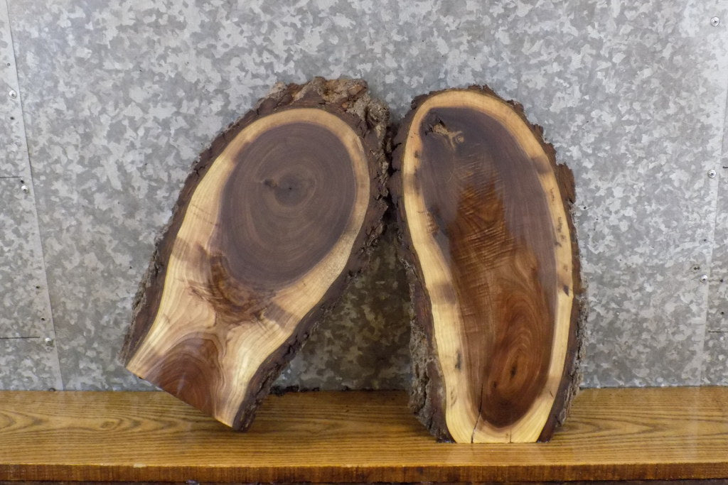 2- Live Edge Bark Oval Cut Black Walnut Reclaimed Taxidermy Bases 12713-12714