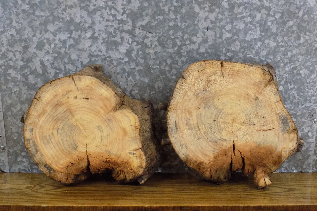 2- Rustic Round Cut Live Edge Pine Craft Pack/Taxidermy Bases 12745-12746