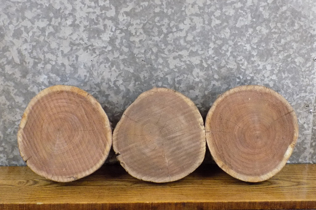 3- Round Cut Live Edge Black Walnut Salvaged Craft Pack Slabs 12763-12765