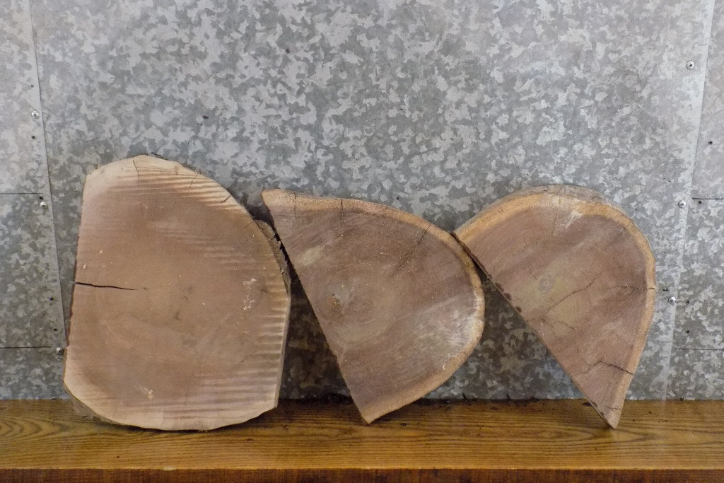 3- Partial Live Edge Black Walnut Oval Cut Craft Pack Wood Slabs 12784-12786