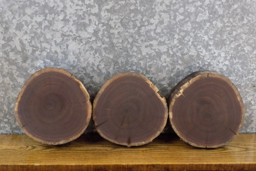 3- Black Walnut Rustic Round Cut Live Edge Centerpiece Slabs 12800-12802