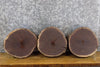 Thumbnail for 3- Black Walnut Salvaged Round Cut Live Edge Taxidermy Bases 12803-12805