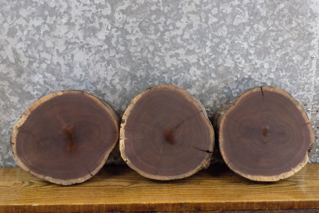 3- Black Walnut Salvaged Round Cut Live Edge Taxidermy Bases 12803-12805