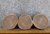 Thumbnail for 3- Black Walnut Salvaged Round Cut Live Edge Taxidermy Bases 12803-12805