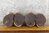 Thumbnail for 8- Round Cut Black Walnut Live Edge Taxidermy Bases 12856-12863