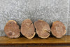 Thumbnail for 8- Round Cut Black Walnut Live Edge Taxidermy Bases 12856-12863