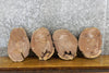 Thumbnail for 8- Round Cut Black Walnut Live Edge Taxidermy Bases 12856-12863