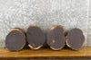 Thumbnail for 8- Round Cut Black Walnut Live Edge Taxidermy Bases 12856-12863