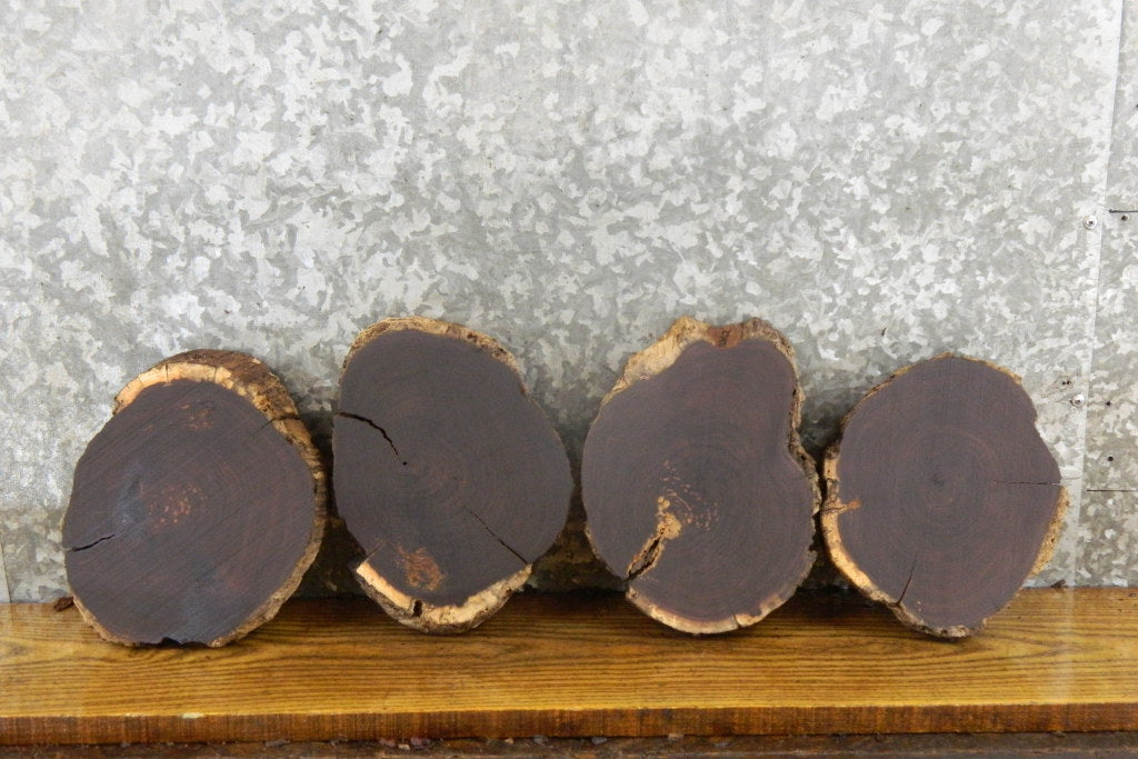 8- Round Cut Black Walnut Live Edge Taxidermy Bases 12856-12863