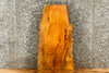 Thumbnail for Salvaged Locust Live Edge Taxidermy Base/Side Table Top 13054