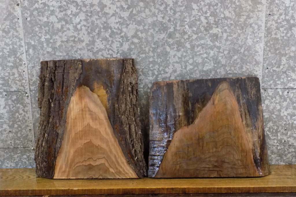 2- Black Walnut Live Edge Reclaimed Craft Pack/Taxidermy Bases 13138-13139