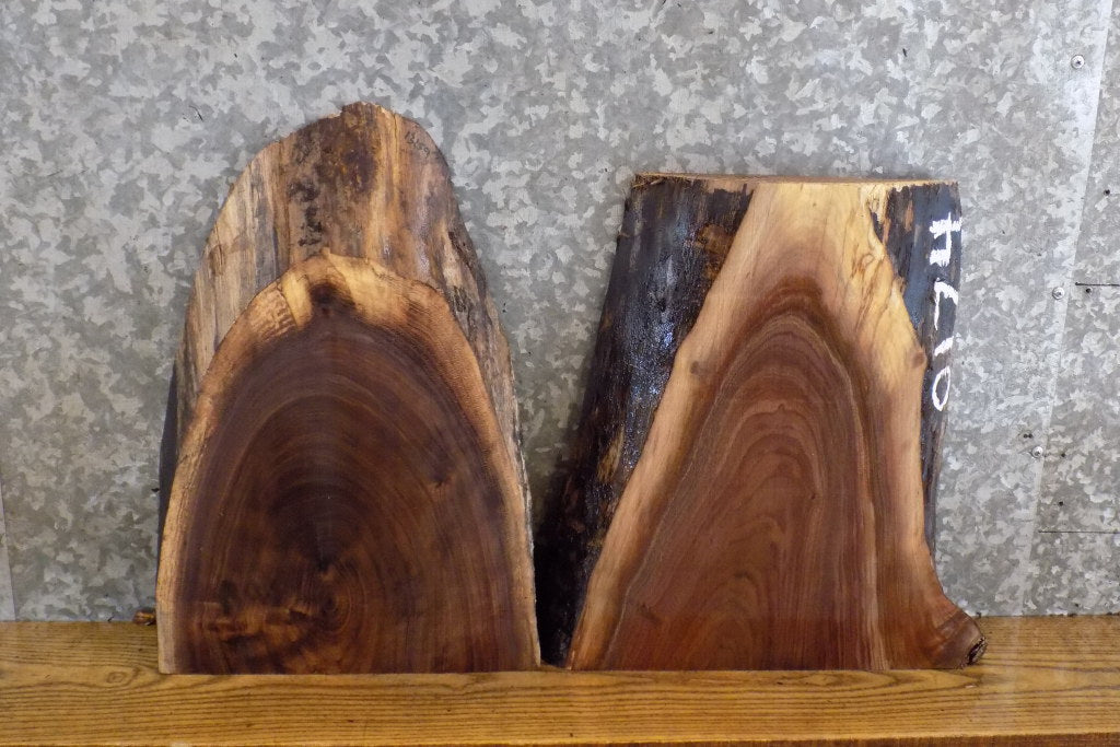 2- Rustic Natural Edge Black Walnut Craft Pack/Taxidermy Bases 13159-13160