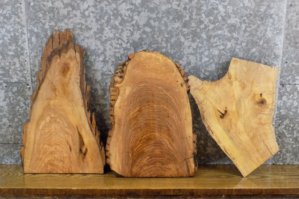 3- Natural Edge Ash Taxidermy Bases/Craft Pack Wood Slabs 13161-13163