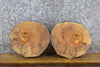 Thumbnail for 2- Salvaged Round Cut Live Edge Ash Craft Pack/Taxidermy Bases 13539-13540