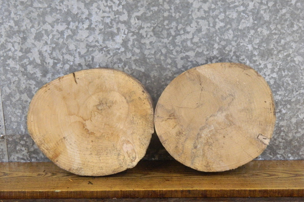 2- Salvaged Round Cut Live Edge Ash Craft Pack/Taxidermy Bases 13539-13540