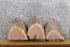 Thumbnail for 3- Partial Live Edge Oval Cut Black Walnut Taxidermy Base Slabs 13596-13598