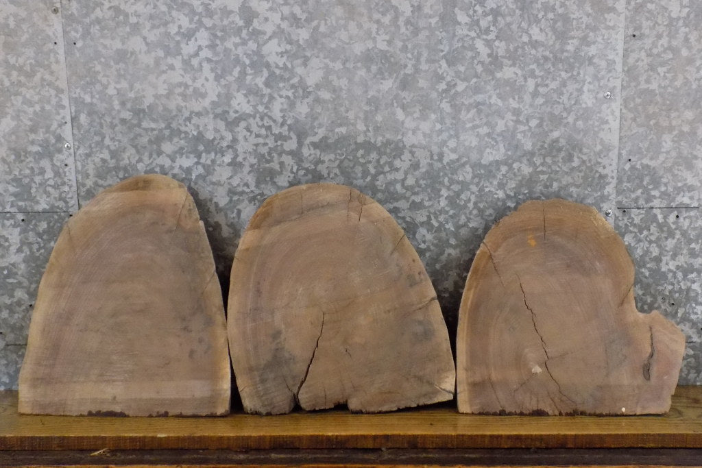 3- Black Walnut Partial Live Edge Round Cut Craft Pack Slabs 13602-13604