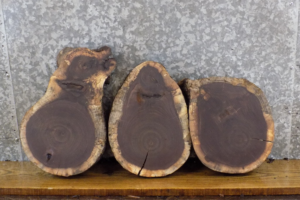 3- Round Cut Live Edge Black Walnut Craft Pack/Taxidermy Bases 13819-13821