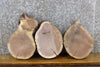 Thumbnail for 3- Round Cut Live Edge Black Walnut Craft Pack/Taxidermy Bases 13819-13821