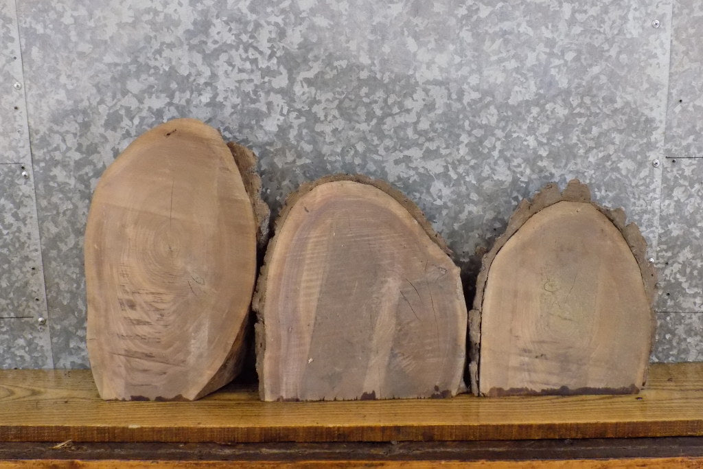 3- Reclaimed Round Cut Partial Live Edge Black Walnut Craft Pack 13873-13875