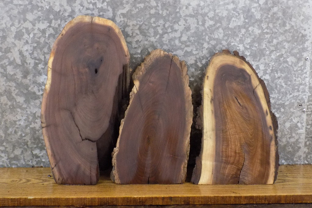 3- Black Walnut Partial Live Edge Oval Cut Reclaimed Craft Pack 13882-13884